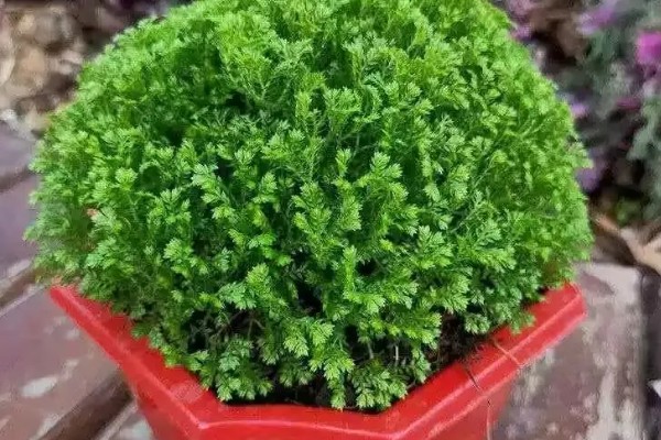 翠云草蔫了怎么处理，要保证其每天的光照时间