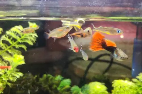 新买的鱼多久可以喂食，一般三天后开始喂食