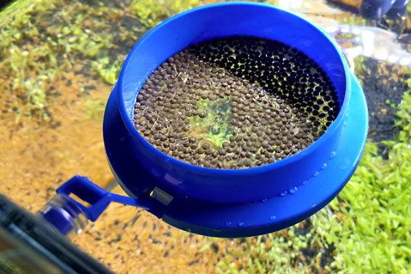 新买的鱼多久可以喂食，一般三天后开始喂食