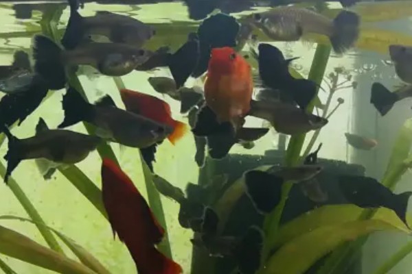 新买的鱼多久可以喂食，一般三天后开始喂食