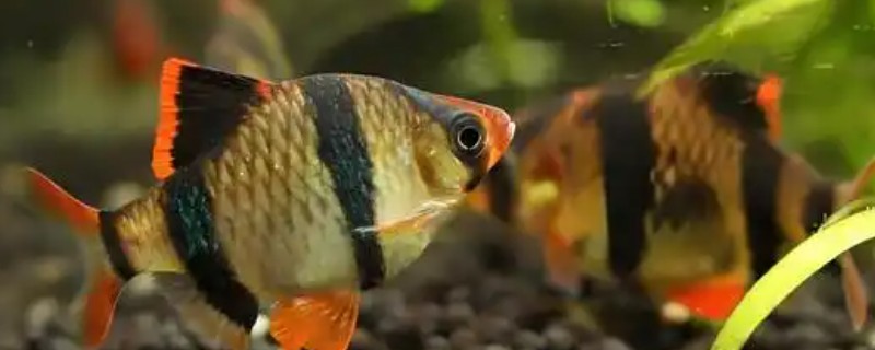 热带鱼选什么好，推荐红绿灯鱼、月光鱼等