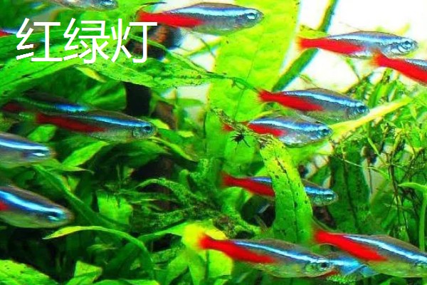 热带鱼选什么好,推荐红绿灯鱼、月光鱼等