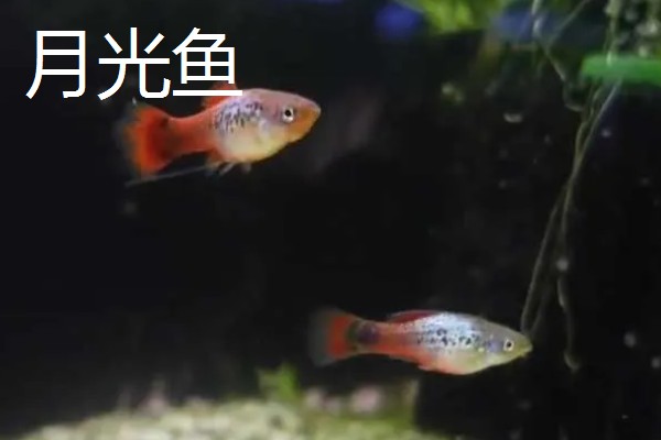 热带鱼选什么好,推荐红绿灯鱼、月光鱼等