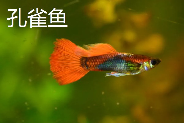 热带鱼选什么好,推荐红绿灯鱼、月光鱼等