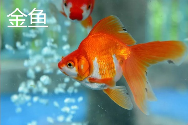 热带鱼选什么好,推荐红绿灯鱼、月光鱼等