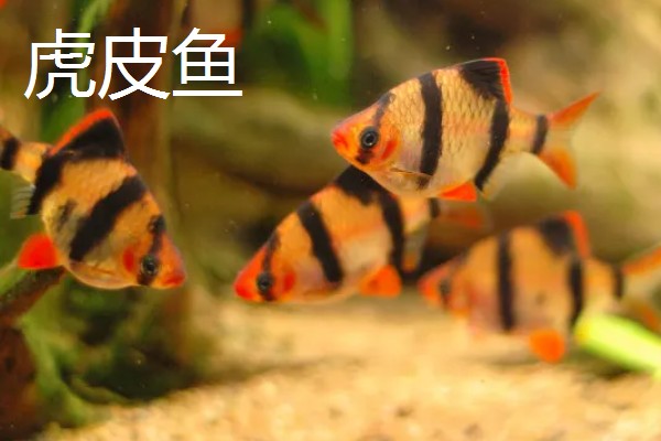 热带鱼选什么好,推荐红绿灯鱼、月光鱼等