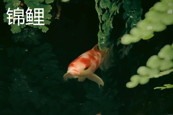 热带鱼选什么好,推荐红绿灯鱼、月光鱼等