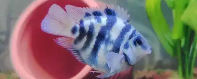 迷你鹦鹉鱼起飞后喂什么食物，丰年虾卵、熟蛋黄等食物都可以投喂