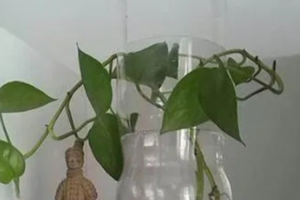 用矿泉水瓶养殖绿萝怎么挂墙，用铁丝将瓶子串起来挂在墙上即可
