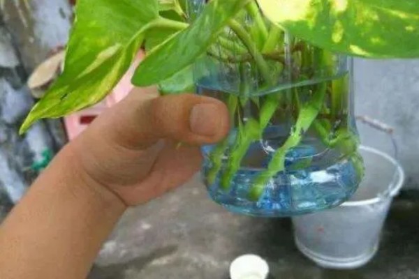 用矿泉水瓶养殖绿萝怎么挂墙，用铁丝将瓶子串起来挂在墙上即可