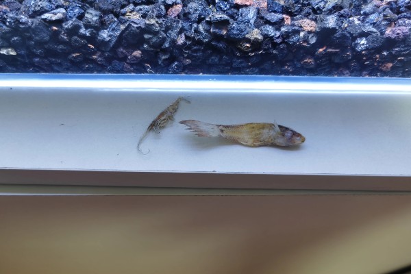 孔雀鱼爱跳缸的原因，可能是未适应新环境