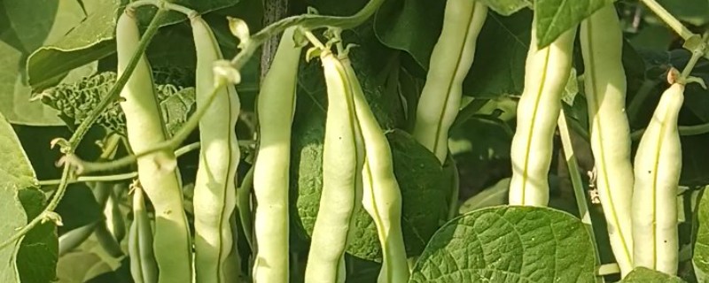 怎么让芸豆开花多，为其科学的提供养分