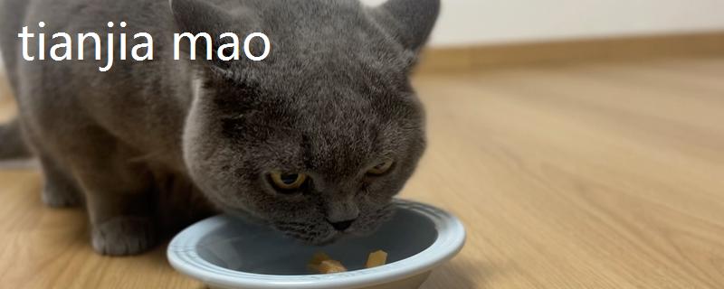 让猫咪恢复食欲的妙招,可在食物中添加猫零食罐头