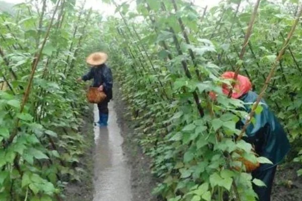 怎么让芸豆开花多，为其科学的提供养分