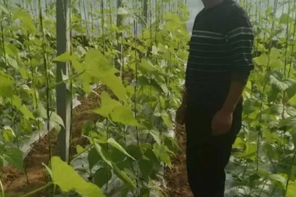 怎么让芸豆开花多，为其科学的提供养分