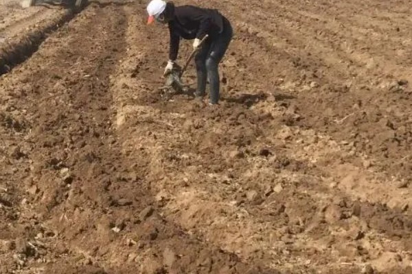 怎么让芸豆开花多，为其科学的提供养分