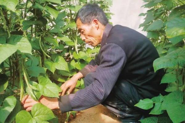怎么让芸豆开花多，为其科学的提供养分