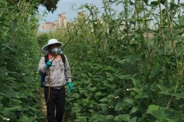 怎么让芸豆开花多，为其科学的提供养分