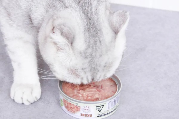 让猫咪恢复食欲的妙招，可在食物中添加猫零食罐头