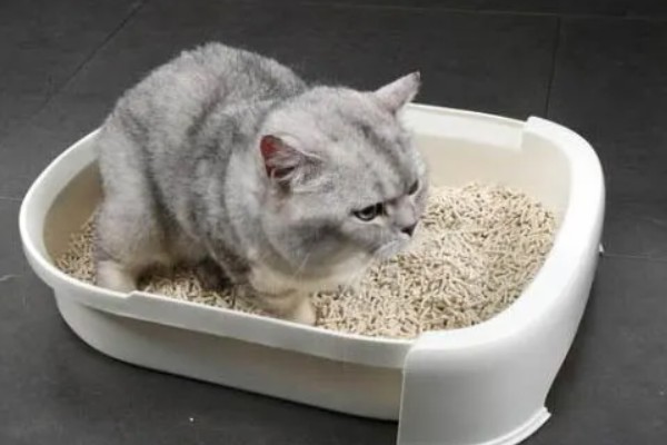让猫咪恢复食欲的妙招，可在食物中添加猫零食罐头