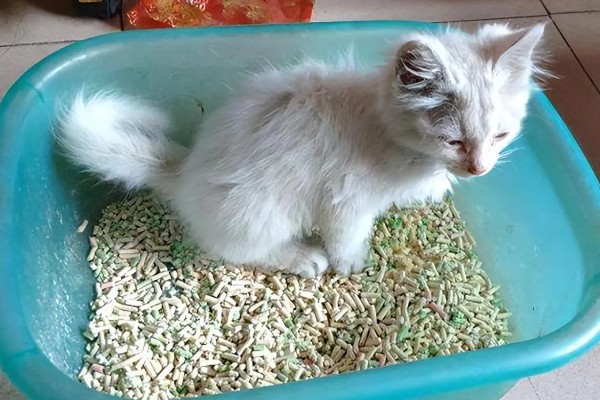 让猫咪恢复食欲的妙招，可在食物中添加猫零食罐头