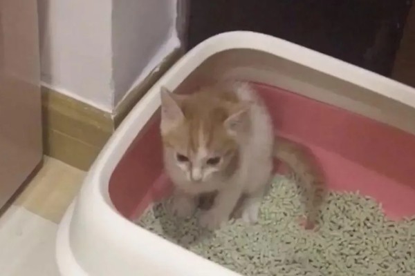 让猫咪恢复食欲的妙招，可在食物中添加猫零食罐头