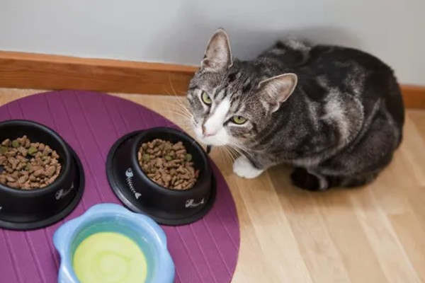 让猫咪恢复食欲的妙招，可在食物中添加猫零食罐头