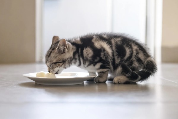 让猫咪恢复食欲的妙招，可在食物中添加猫零食罐头