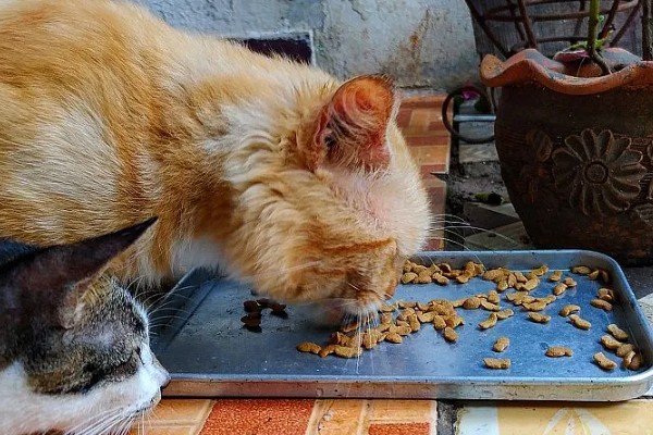 让猫咪恢复食欲的妙招，可在食物中添加猫零食罐头