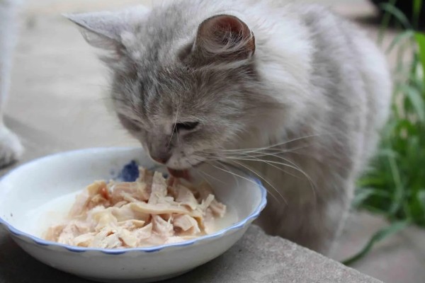 让猫咪恢复食欲的妙招，可在食物中添加猫零食罐头