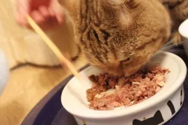 让猫咪恢复食欲的妙招，可在食物中添加猫零食罐头