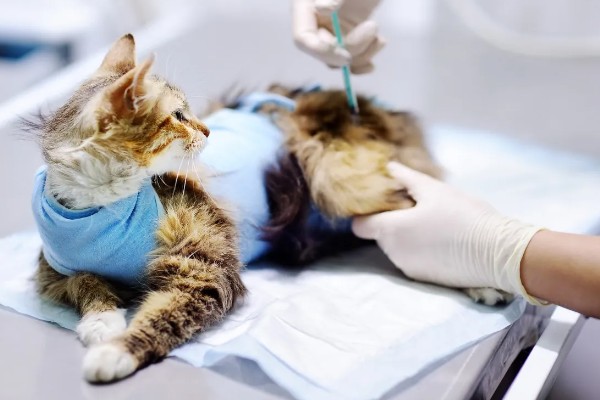 让猫咪恢复食欲的妙招，可在食物中添加猫零食罐头