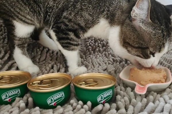 让猫咪恢复食欲的妙招，可在食物中添加猫零食罐头