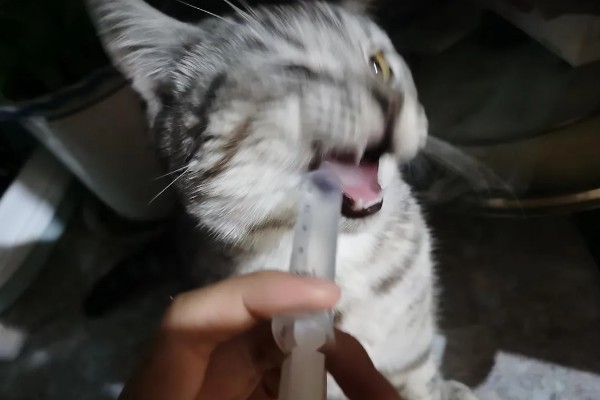 让猫咪恢复食欲的妙招，可在食物中添加猫零食罐头