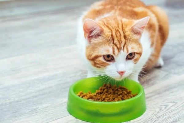 让猫咪恢复食欲的妙招，可在食物中添加猫零食罐头