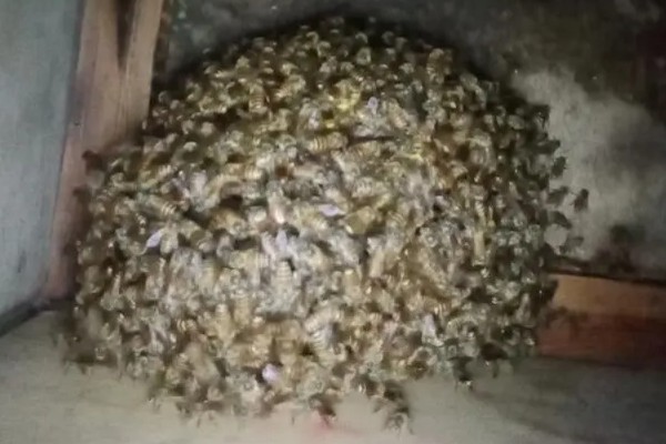 几十只蜂的蛋群如何快速繁殖，需适宜的气候和蜂蜜的蜜源