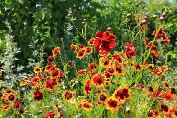 蛇目菊的花期，花期在6-9月