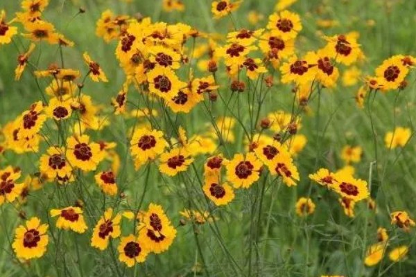 蛇目菊的花期，花期在6-9月