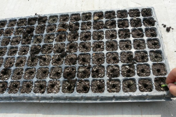 蛇目菊的花期，花期在6-9月