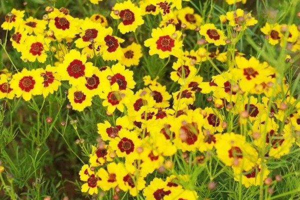 蛇目菊的花期，花期在6-9月