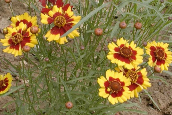 蛇目菊的花期，花期在6-9月