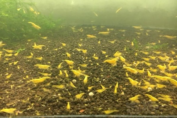 黄金米虾吃什么，可以吃红虫、水蚯蚓、丰年虾等