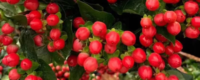 红豆花怎么在花瓶里养，要保持通风透气环境