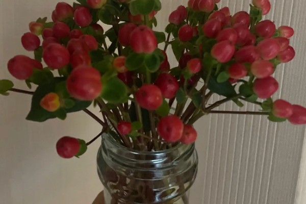 红豆花怎么在花瓶里养，要保持通风透气环境