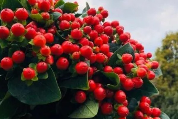 红豆花怎么在花瓶里养，要保持通风透气环境