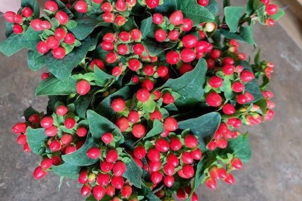 红豆花怎么在花瓶里养，要保持通风透气环境