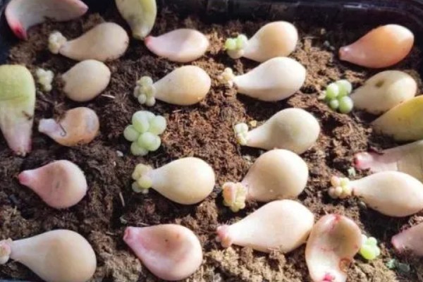 夏天桃蛋叶片发软的原因，可能是光照过强所致