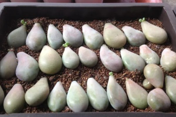 夏天桃蛋叶片发软的原因，可能是光照过强所致