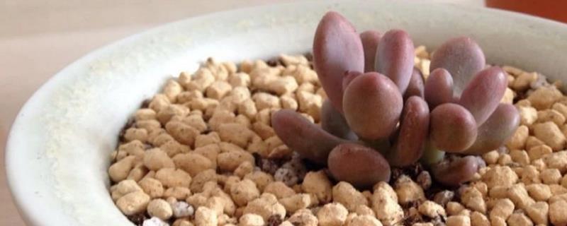 夏天桃蛋叶片发软的原因，可能是光照过强所致