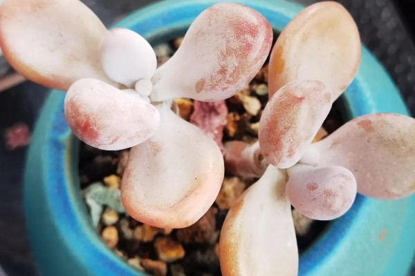 夏天桃蛋叶片发软的原因，可能是光照过强所致